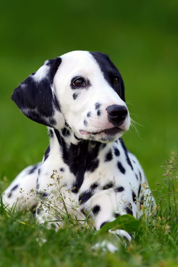 dalmatian-dog-outdoors-in-summer-PU6962N.jpg