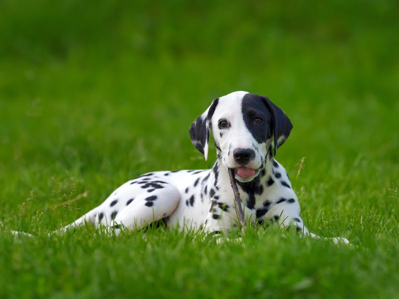 dalmatian-dog-outdoors-in-summer-PYLMQSB.jpg