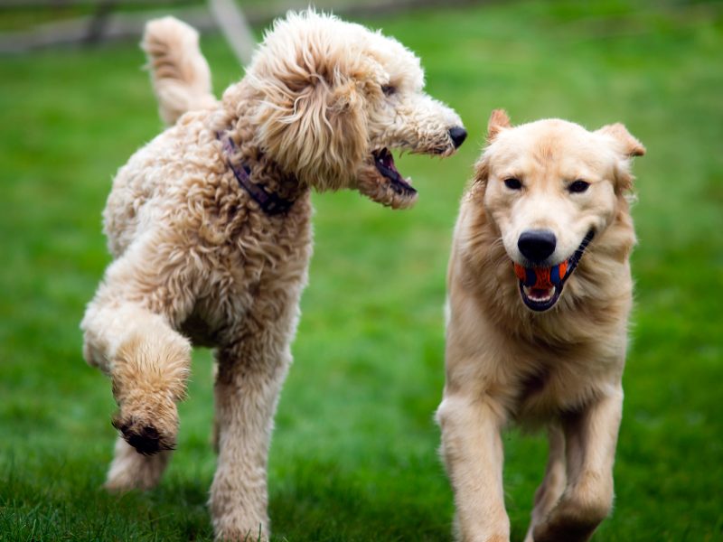 happy-golden-retreiver-dog-with-poodle-playing-PCABTBY.jpg